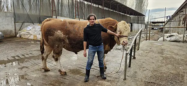 1 ton 190 kiloluk dev boğa görenleri hayrete düşürüyor