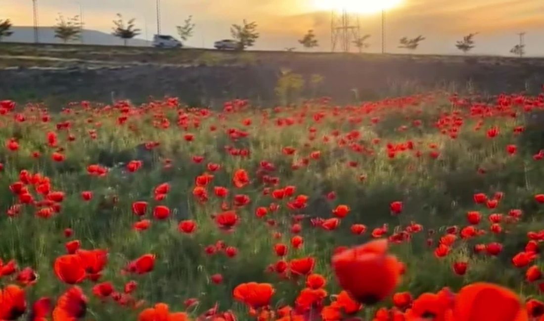 Ağrı Dağı etekleri, baharın gelişiyle birlikte ortaya çıkan doğal renk