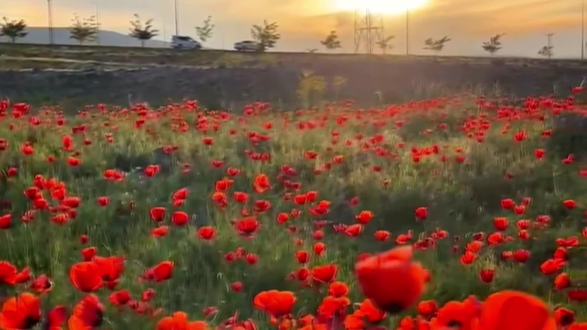 Ağrı Dağı etekleri, baharın gelişiyle birlikte ortaya çıkan doğal renk