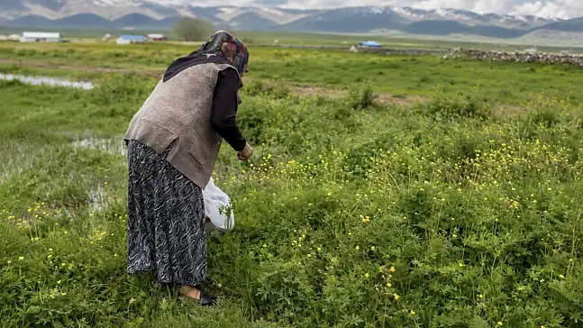 Ağrı’nın kırsal bölgelerinde baharın etkisini göstermesiyle birlikte, yüzyıllardır sürdürülen geleneksel