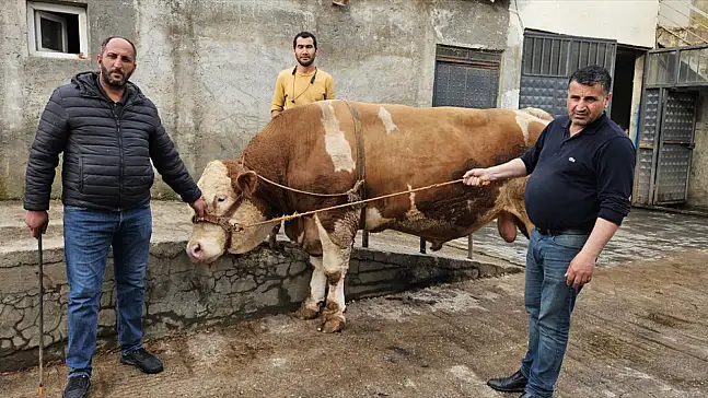 Patnos’ta Kurban Bayramı heyecanı zirveye çıktı. Tam 1 ton 190
