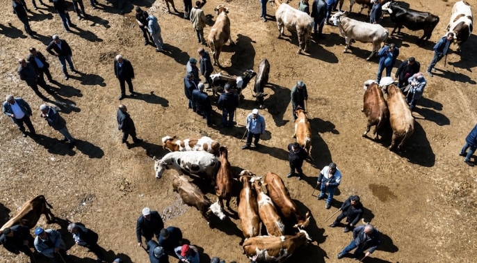 Kurban Bayramı yaklaşırken, Türkiye’nin en önemli hayvancılık merkezlerinden biri olan