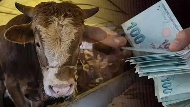 Kurban Bayramı’na sayılı günler kala Ağrı’da kurbanlık satış alanlarında hareketlilik
