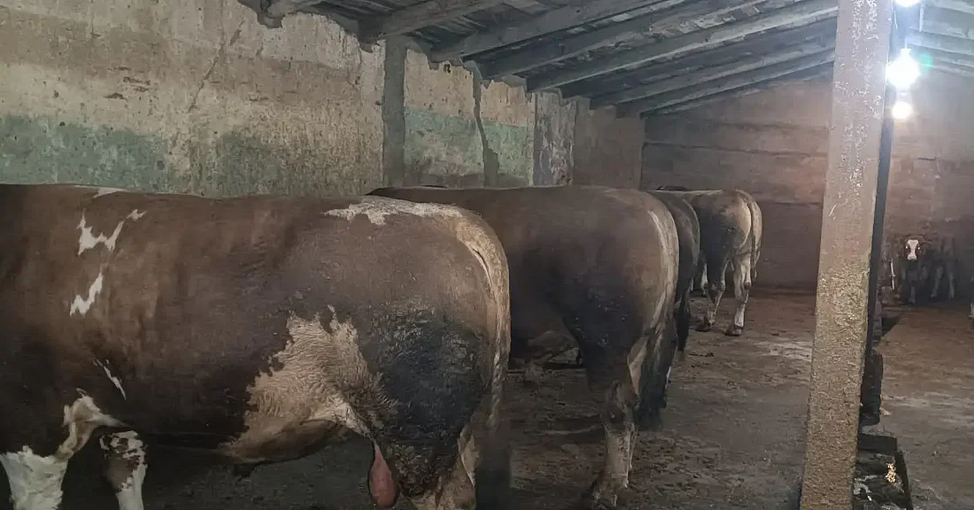 Ağrı’nın Doğubayazıt ilçesinde Kurban Bayramı hazırlıkları sürerken, artan fiyatlar nedeniyle