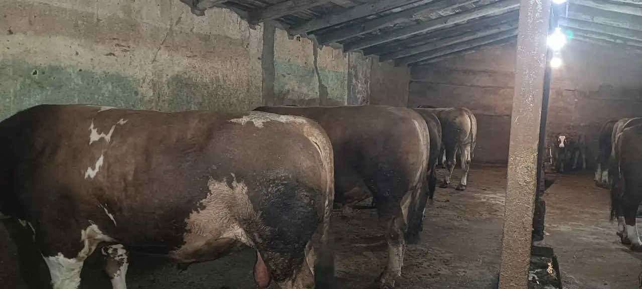 Ağrı’nın Doğubayazıt ilçesinde Kurban Bayramı hazırlıkları sürerken, artan fiyatlar nedeniyle