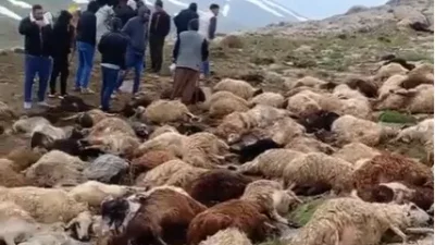 Ağrı’nın Doğubayazıt ilçesinde meydana gelen doğa olayı, hayvancılıkla uğraşan bölge