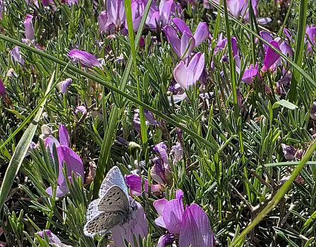Ağrı’da uzun ve çetin geçen kış mevsiminin ardından meteorolojik koşulların